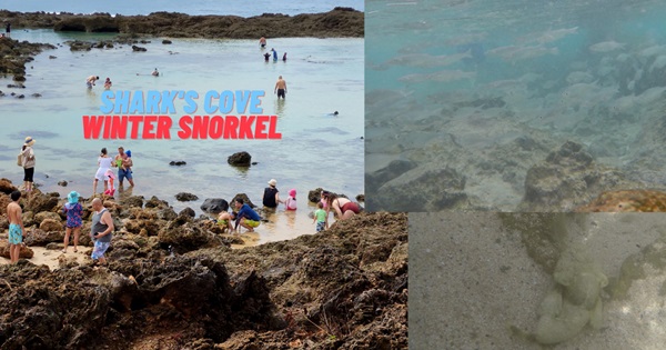 Shark’s Cove Two Sections, Winter Snorkel Caution Pūpūkea Tide Pools on Oahu | Hawaii Guide | 8K Video