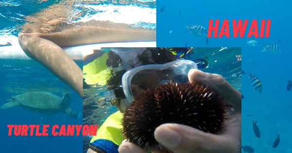 2 Tips For Hawaii Waikiki Turtle Canyon Snorkel Adventure in Oahu | Hawaii Honolulu Guide | 8K Video
